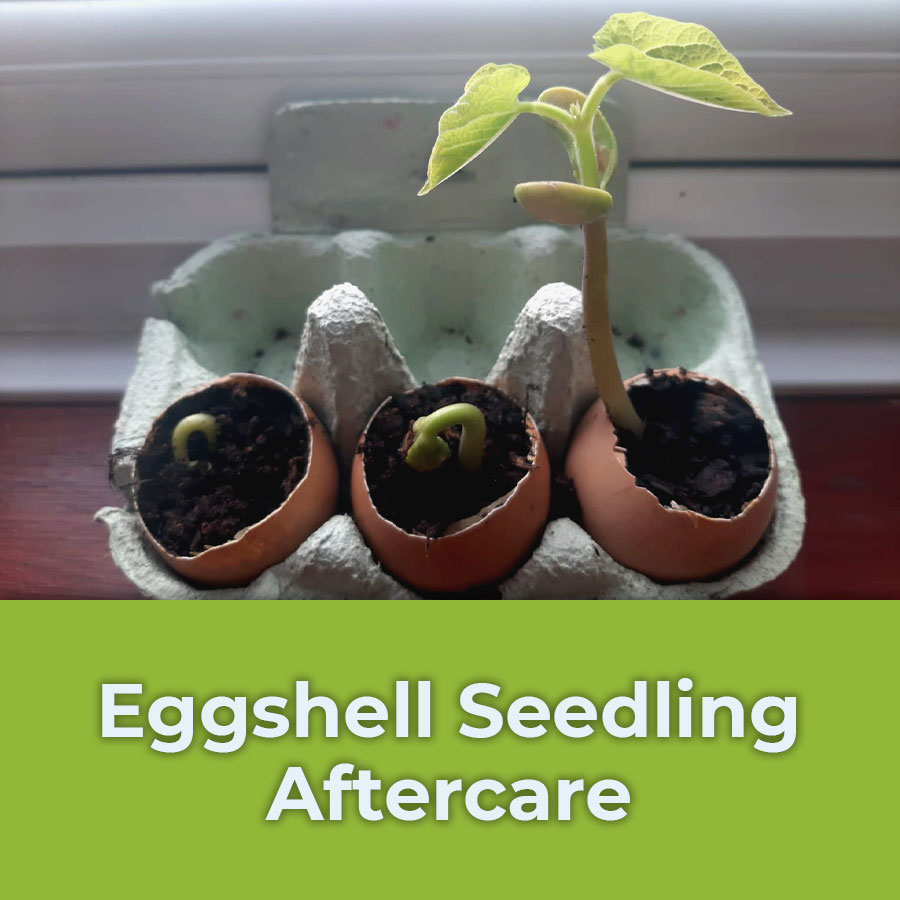 eggshell seedling aftercare