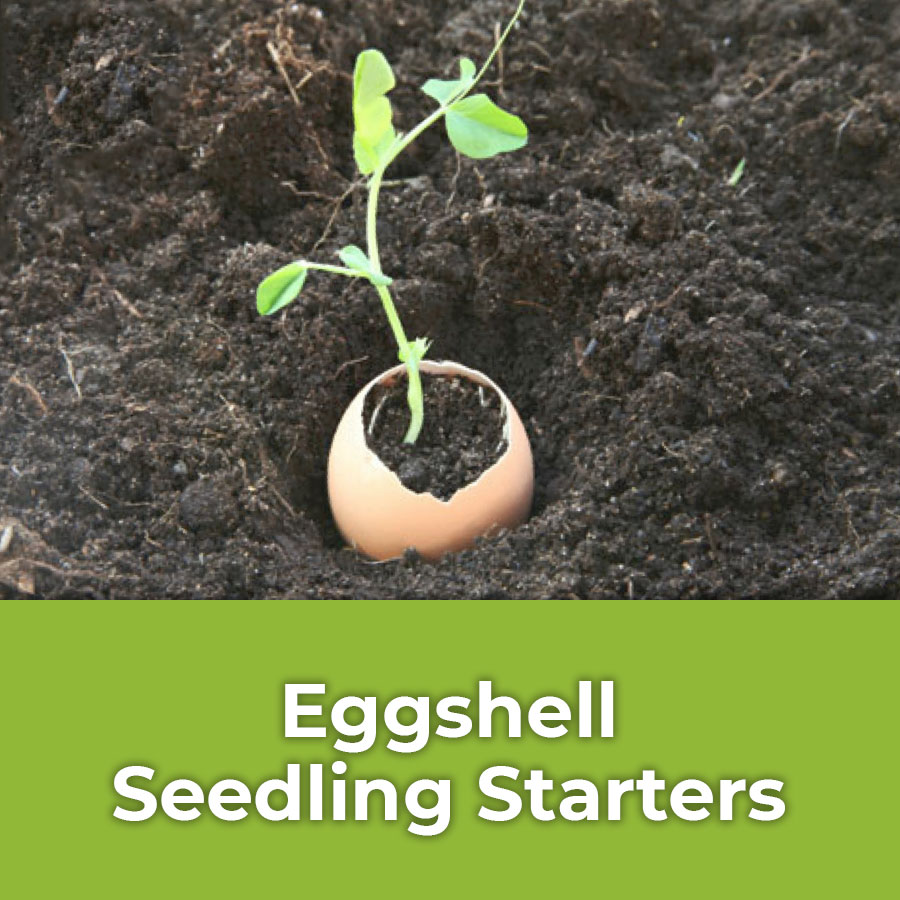eggshell seedling starters