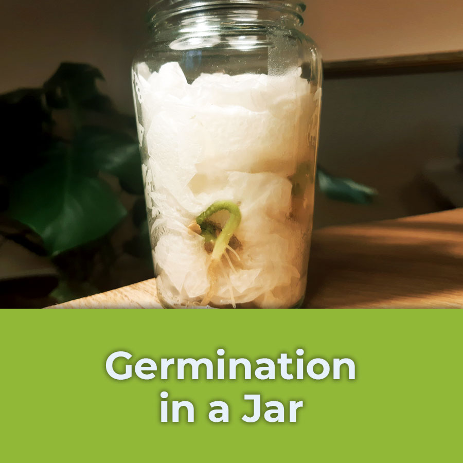 germination in a jar