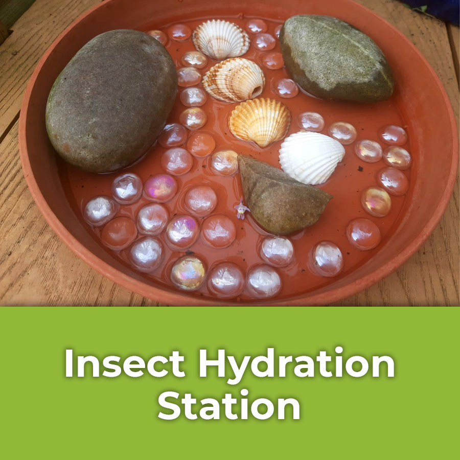 insect hydration station