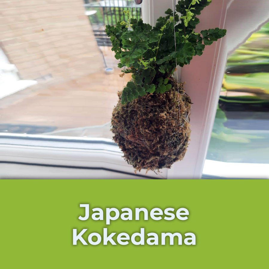 japanese kokedama