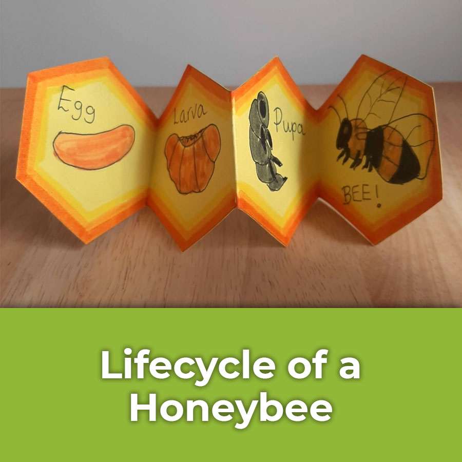 life cycle of a honeybee