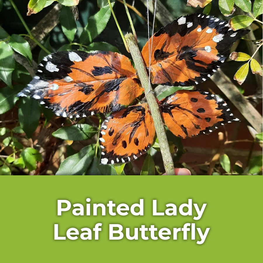 painted lady leaf butterfly
