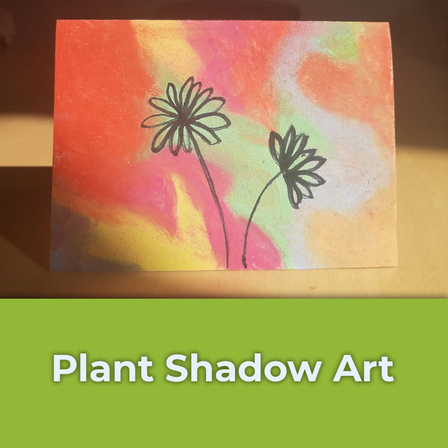 plant shadow art
