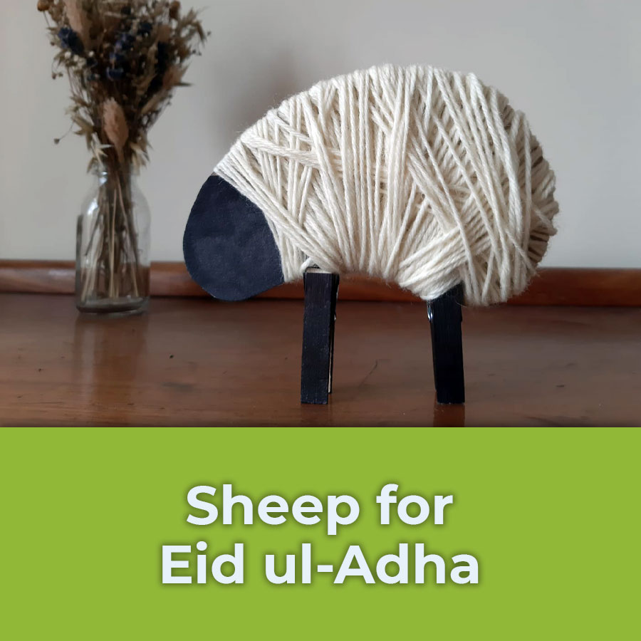 sheep for eid ul-adha