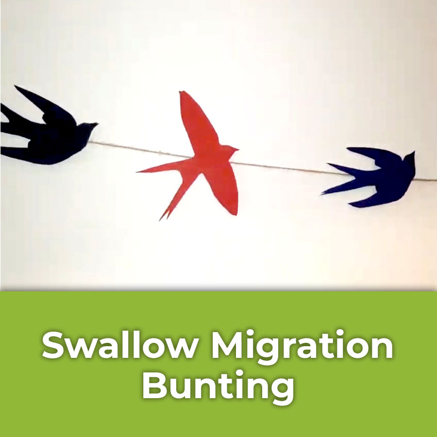 swallow migration bunting