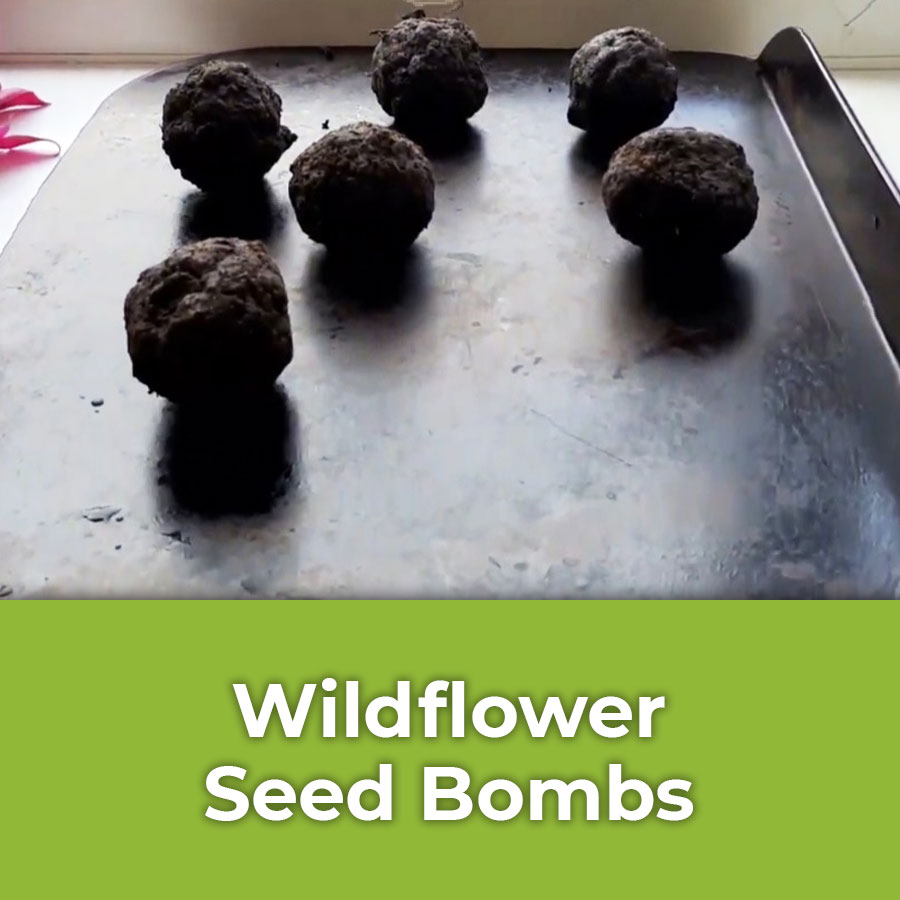 wildflower seed bombs