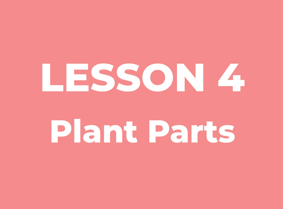 Lesson 4: Plant Parts [AGDZ IMAGE PREVIEW]