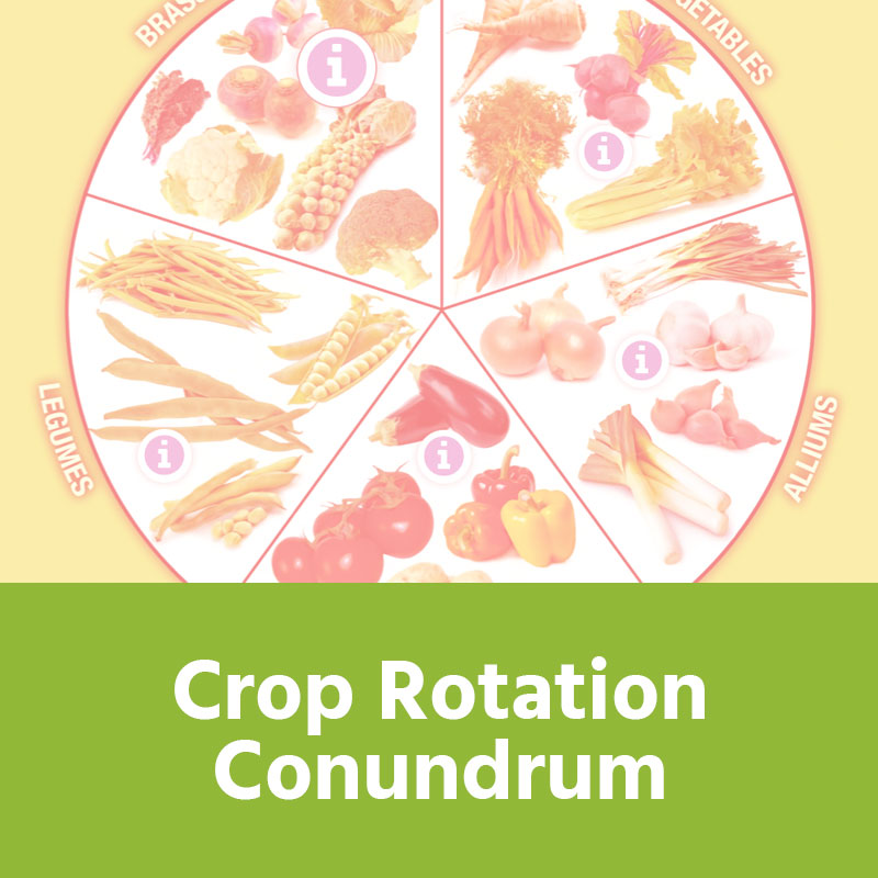 Crop Rotation Conundrum IMAGE PREVIEW