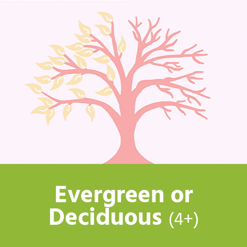 Evergreen of Deciduous (4+) IMAGE PREVIEW
