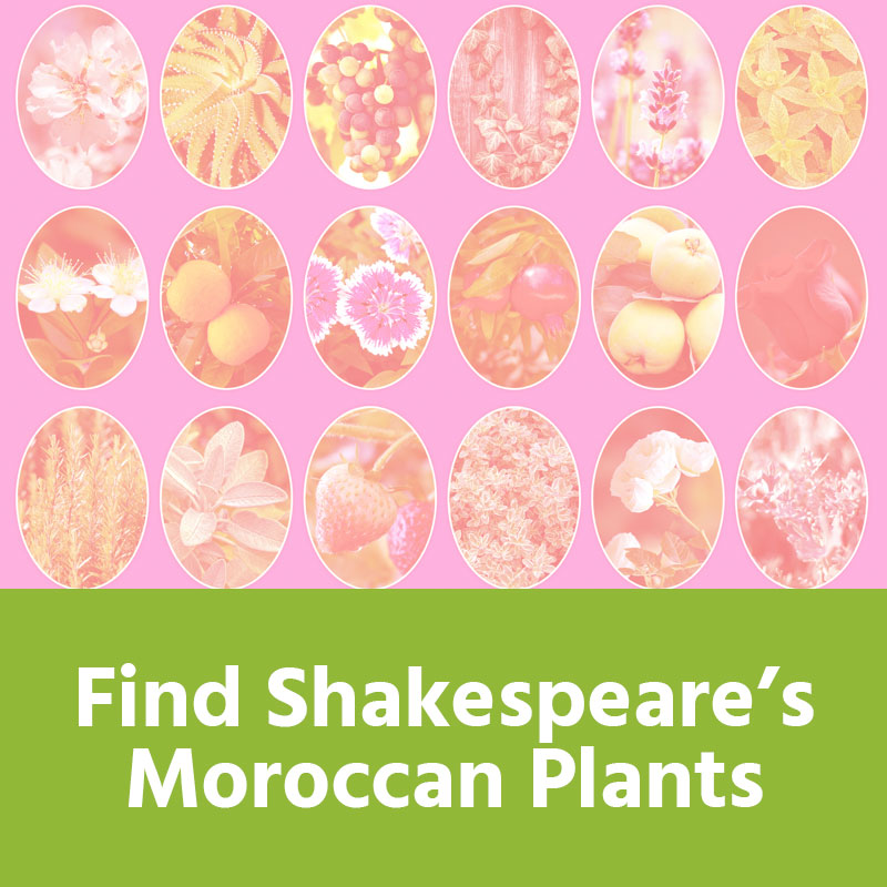 Find Shakespeare's Moroccan Plants IMAGE PREVIEW