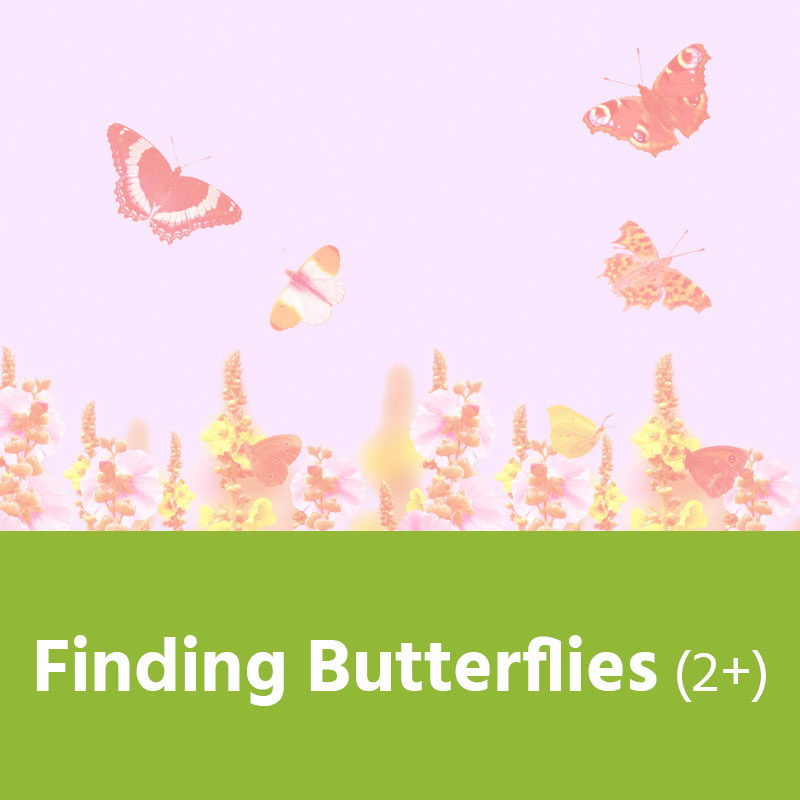 Finding Butterflies (2+) IMAGE PREVIEW
