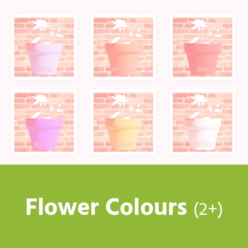Flower Colours (2+) IMAGE PREVIEW