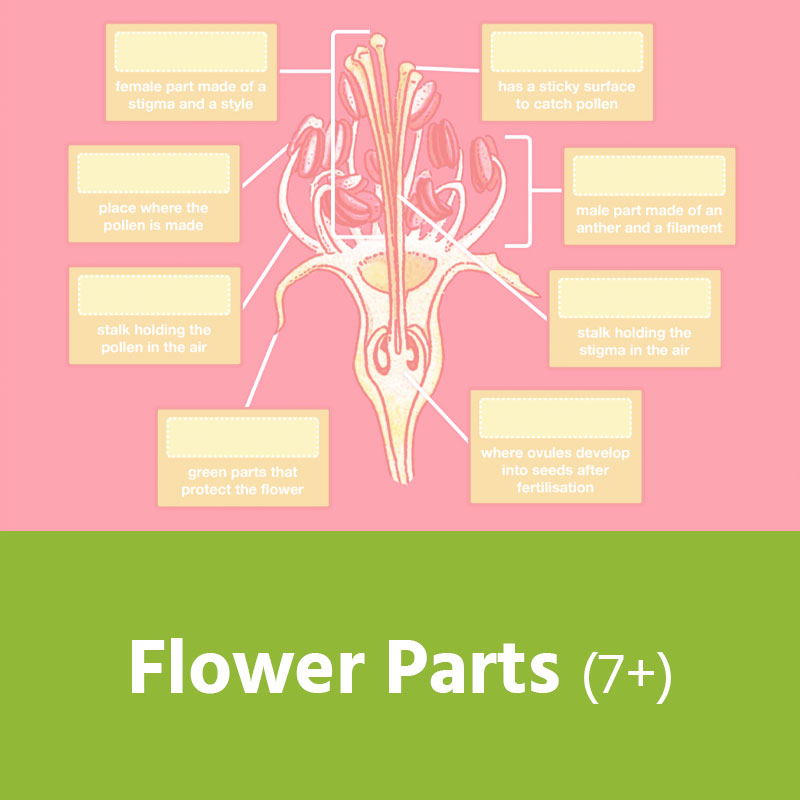 Flower Parts (7+) IMAGE PREVIEW