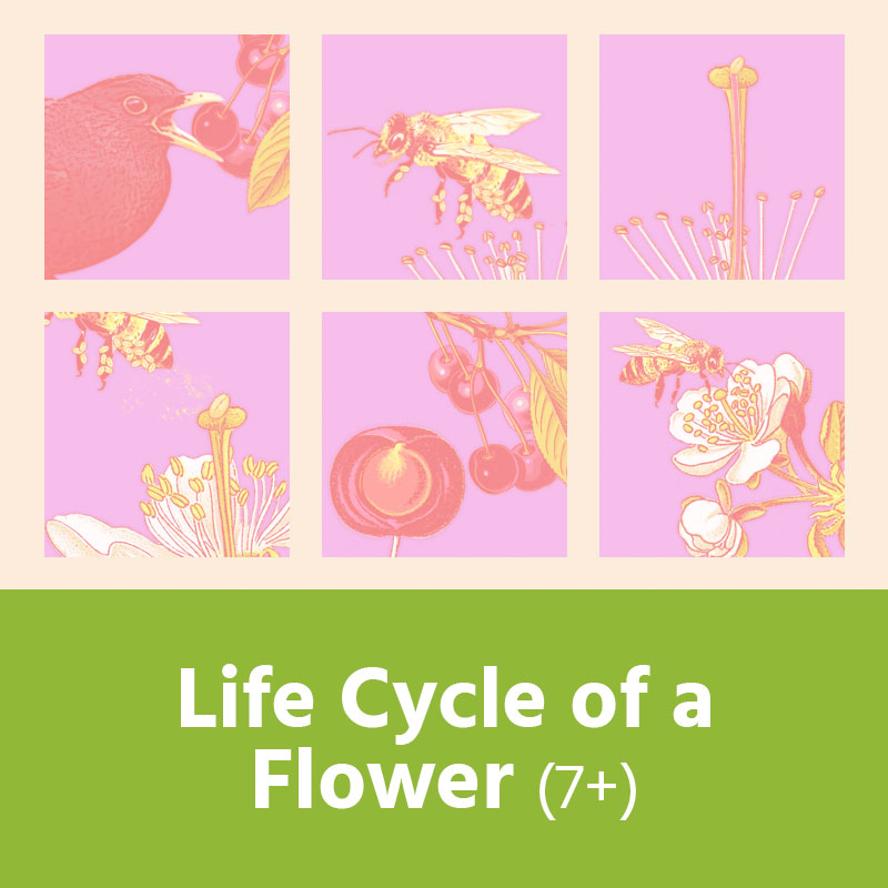 Life Cycle of a Flower (7+) IMAGE PREVIEW
