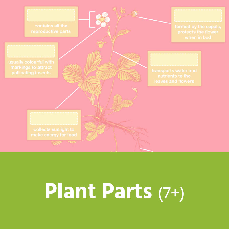 Plant Parts (7+) IMAGE PREVIEW