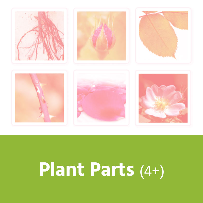 Plant Parts (4+) IMAGE PREVIEW