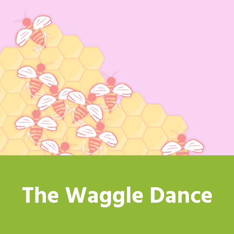 The Waggle Dance IMAGE PREVIEW