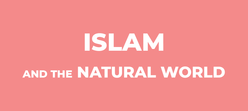 Islam and the Natural World (Faiths for the Future Image Preview)