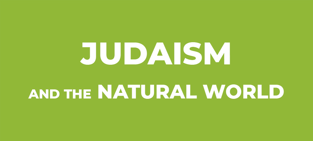 Judaism and the Natural World (Faiths for the Future Image Preview)